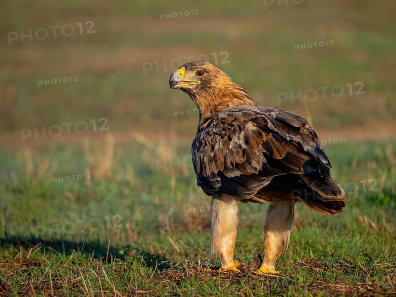 Spanish imperial eagle (Aquila adalberti), El Millaron Imperial Eagle Hid, Salorino, Extremadura Caceres, Spain, Europe