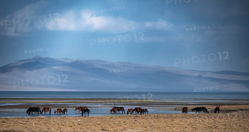 A herd of horses grazing in a meadow by the Song Kul mountain lake, Naryn region, Kyrgyzstan, Asia