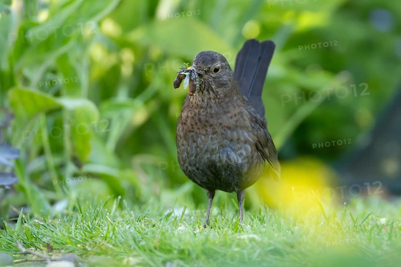 European blackbird (Turdus merula) adult female bird with a beak full of food in its beak on a garden lawn, England, United Kingdom, Europe