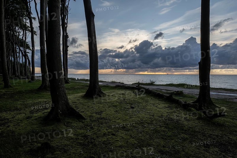 Beech forest (Fagus sylvatica), Ghost Forest Nienhagen, Mecklenburg-Western Pomerania, Germany, Europe