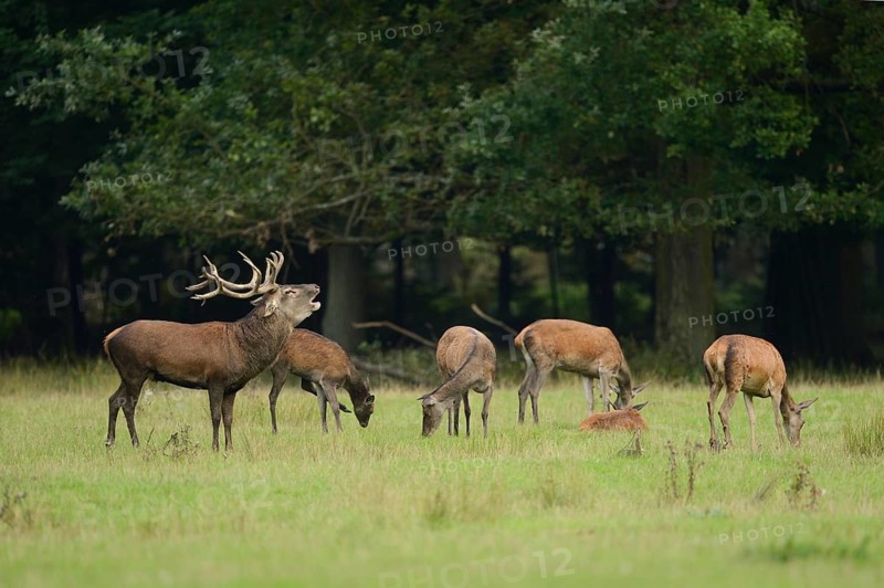Red deer (Cervus elaphus) male roaring in a pack of female at the edge of the woods, Germany, Europe