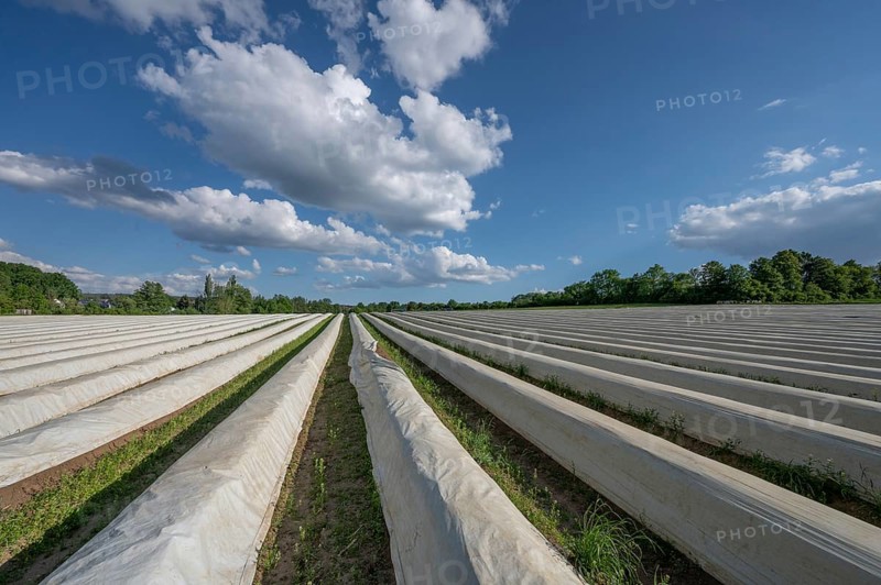 Asparagus field covered with white foil (Asparagus), Middle Franconia, Bavaria, Germany, Europe