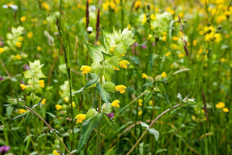 Greater Yellow Rattle (Rhinanthus alectorolophus), Oberallgäu, Bavaria, Germany, Europe