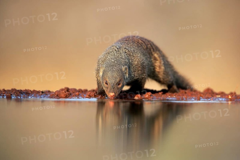 Zebra mongoose (Mungos mungo), adult, at the water, drinking, Kruger National Park, Kruger National Park, Kruger National Park South Africa