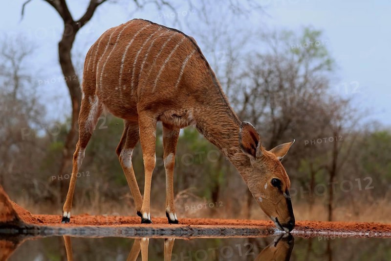 Nyala (Tragelaphus angasii), adult, female, drinking, at the water, Kruger National Park, Kruger National Park, Kruger National Park South Africa