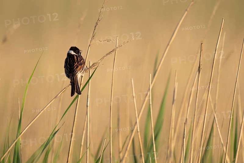 Reed bunting (Emberiza schoeniclus), male sitting on a reed, animal portrait, Bagges Dæmning, Ringkøbing Fjord, Denmark, Europe