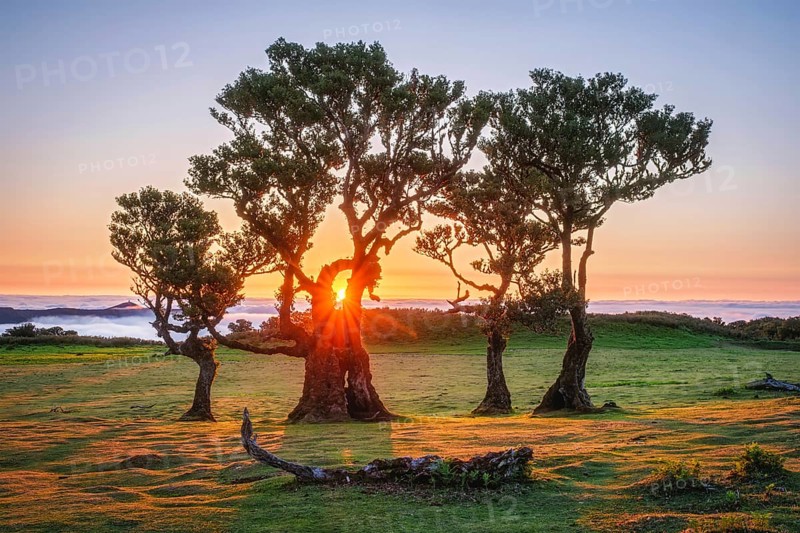 Centuries-old til trees in fantastic magical idyllic Fanal Laurisilva forest on sunset. Madeira island, Portugal, Europe