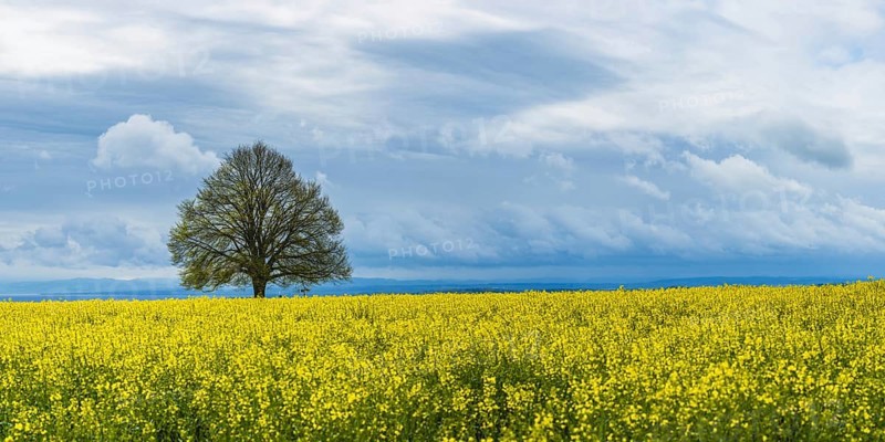 Lime tree (Tilia) on the Hödinger Berg, Hödingen, Lake Constance district, Upper Swabia, Baden-Württemberg, Germany, Europe