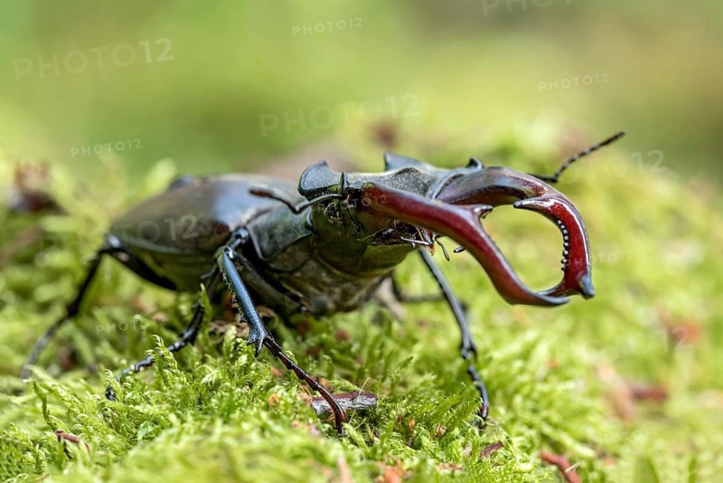 Stag beetle (Lucanus cervus), horned beetle, fire beetle, male with large mandibles, upper jaw, antlers, in the forest on moss on a tree stump, endangered species, species protection, nature conservation, rare, Raumertswald, Vogelsberg Volcanic Region nature park Park, Nidda, Wetterau, Hesse, Germany, Europe