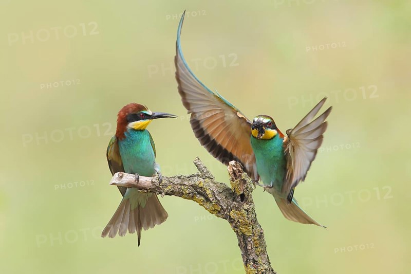 Bee-eater (Merops apiaster), pair, a bird approaching with a bumblebee in its beak, Wildlife, Lake Neusiedl National Park, Seewinkel, Burgenland, Austria, Europe