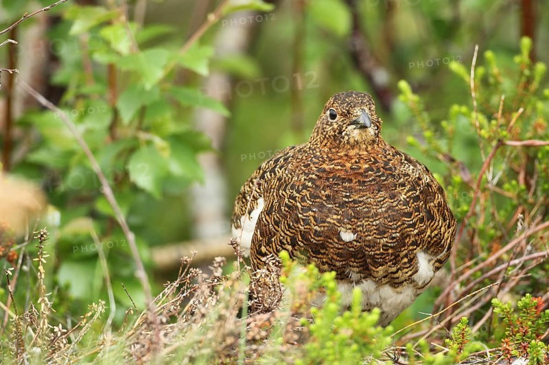 Willow ptarmigan (Lagopus lagopus) Hen, Lofoten, Norway, Scandinavia, Europe