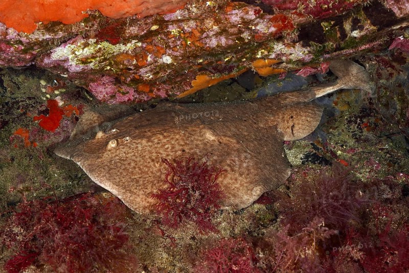 Underwater photo of a marbled electric ray (Torpedo marmorata) resting between colourful rocks and algae. Dive site Marine reserve Cap de Creus, Rosas, Costa Brava, Spain, Mediterranean Sea, Europe