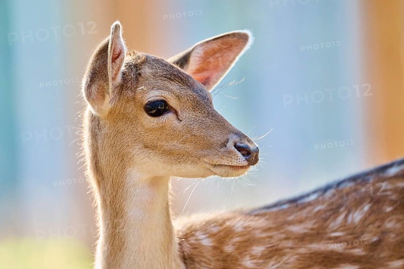 European fallow deer (Dama dama) youngster, portrait, in a forest, Bavaria, Germany, Europe