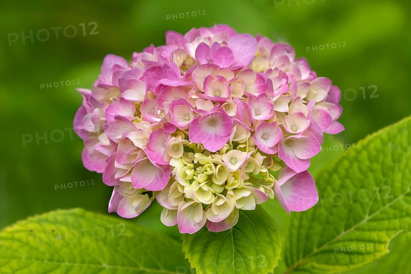 Hydrangea, hydrangea, hydrangea blossom, North Rhine-Westphalia, Germany, Europe