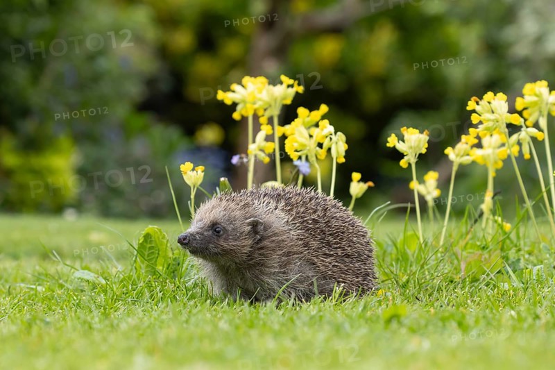 European hedgehog (Erinaceus europaeus) adult animal on a garden grass lawn next to flowering Cowslip flowers in spring, Suffolk, England, United Kingdom, Europe