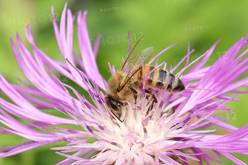 European honey bee (Apis mellifera), collecting nectar from a flower of the meadow knapweed or brown knapweed (Centaurea jacea), Wilnsdorf, North Rhine-Westphalia, Germany, Europe