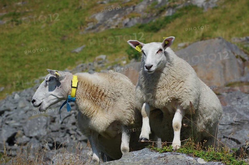 Two sheep on a rock in a rocky and green environment with mountains in the background, Haukland, Leknes, vestavagoya, Nordland, Lofoten, Norway, Europe