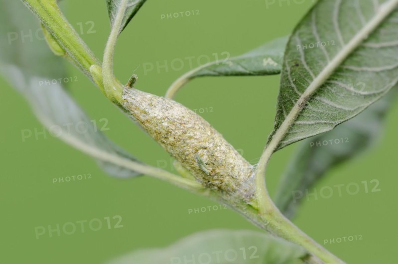 Sallow kitten moth (Furcula furcula), cocoon, North Rhine-Westphalia, Germany, Europe
