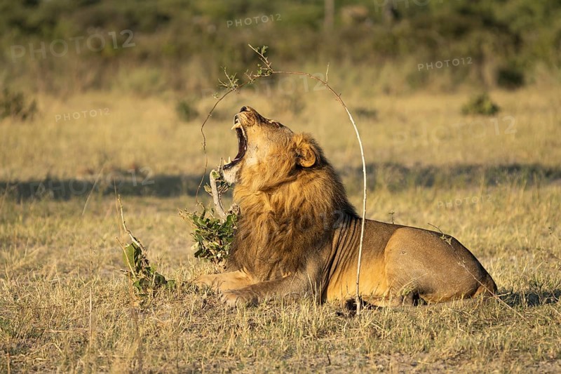 Lion (Panthera leo), horizontal portrait of a male with his mouth wide open. Savuti, Chobe National Park, Botswana, Africa