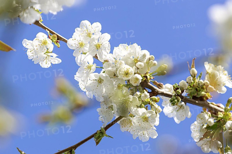 Branch with white blossoms of an apple tree in front of a clear blue sky