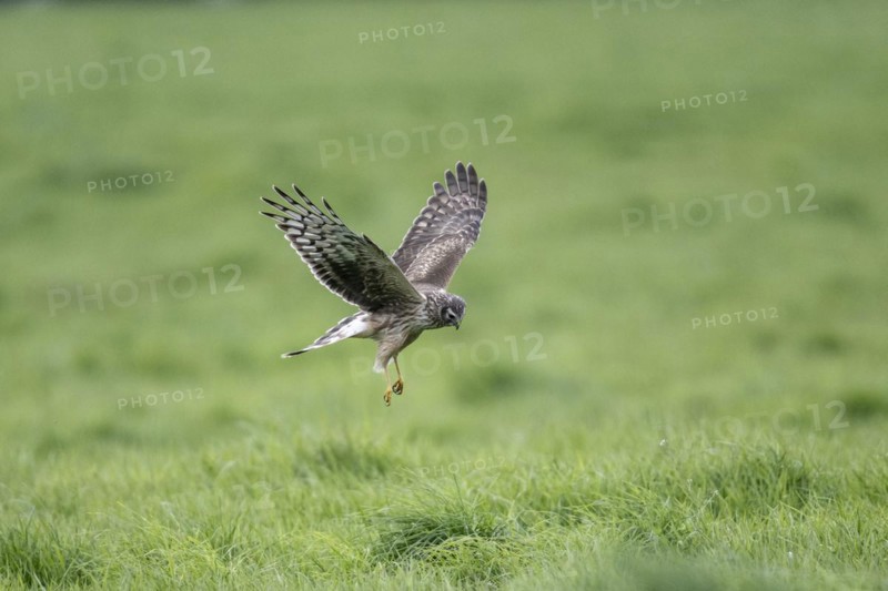 Hen harrier (Circus cyaneus), Emsland, Lower Saxony, Germany, Europe
