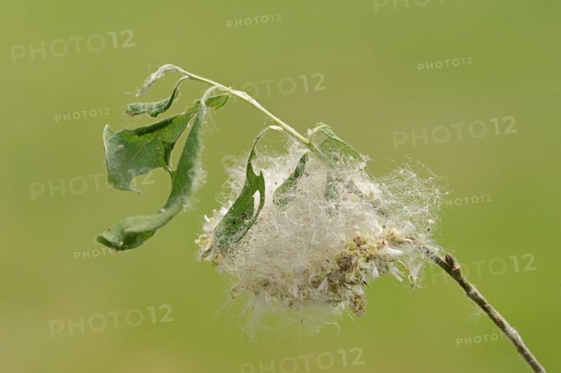 Goat willow (Salix caprea), fruits, North Rhine-Westphalia, Germany, Europe