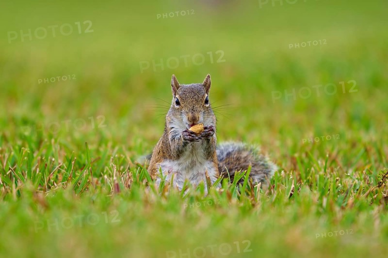 Grey Squirrel (Sciurus carolinensis), on meadow, springtime, Florida, USA, North America