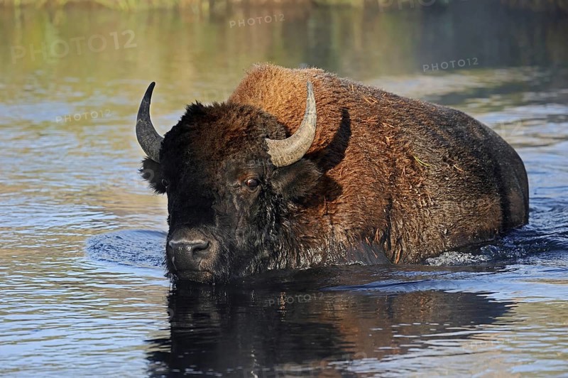 American bison (Bos bison, Bison bison) crossing a river, Yellowstone National Park, Wyoming, USA, North America