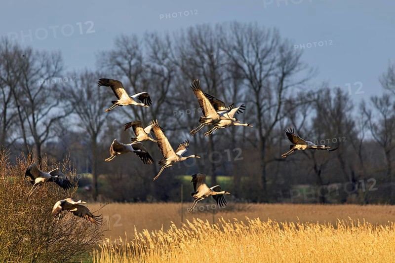 Eine Gruppe von Vögeln fliegt über ein goldenes Feld bei untergehender Sonne, Kraniche auf dem Darß