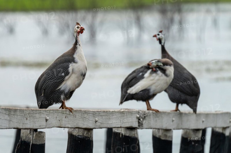 Guinea fowls, Pousada Sao Joao, Estrada Parque Pantanal MS, Nhecolandia, Corumba, Mato Grosso do Sul, Brazil, South America