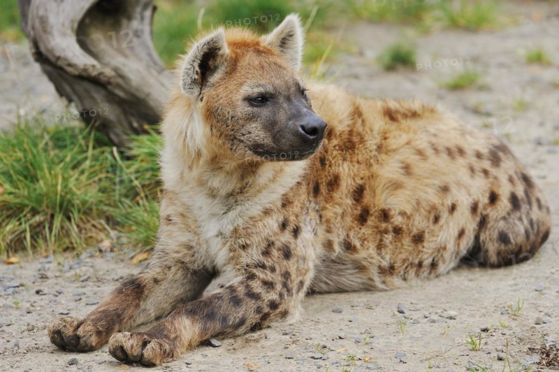 Spotted hyena or spotted hyena (Crocuta crocuta), captive, occurring in Africa