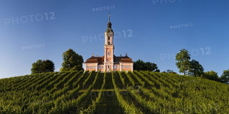 Vineyards, Birnau pilgrimage church, baroque church, exterior view, Uhldingen-Mühlhofen on Lake Constance, Baden-Württemberg, Germany, Europe