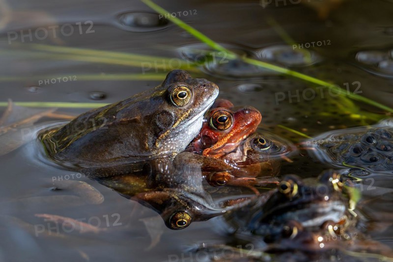 European common brown frogs (Rana temporaria) in amplexus gathering in pond among frogspawn during the mating and spawning season in spring