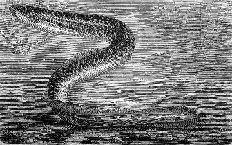River lamprey, Lampetra fluviatilis, historical, digital reproduction of an original from the 19th century