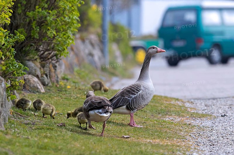 Greylag goose, graylag goose (Anser anser) family with goslings crossing street in spring
