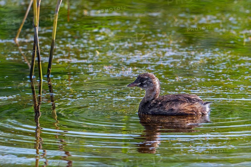 Little grebe, dabchick (Tachybaptus ruficollis, Podiceps ruficollis) juvenile swimming in pond covered in seed fluffs in summer