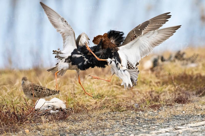 Ruff (Calidris pugnax) two males in breeding plumage at lek, fighting over female, Pokka, Finnish Lapland