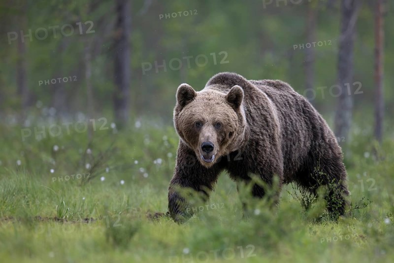 Brown bear (Ursus arctos) in the Finnish taiga, Kuusamo, Finland, Europe