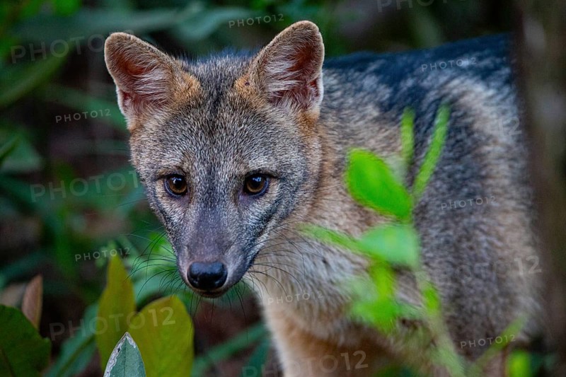 South American forest fox (Cerdocyon thous) Pantanal Brazil