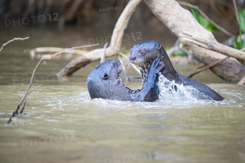 Giant otter (Pteronura brasiliensis) Pantanal Brazil