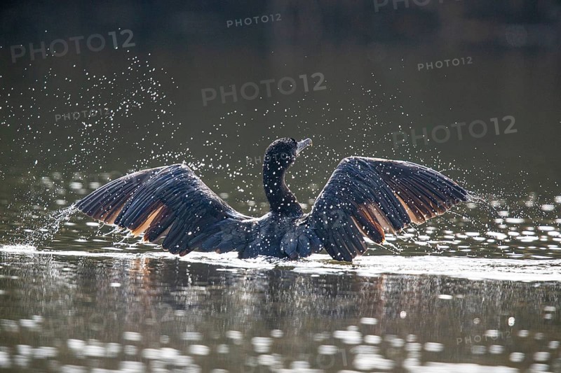 Cormorant (Phalacrocorax carbo) Germany