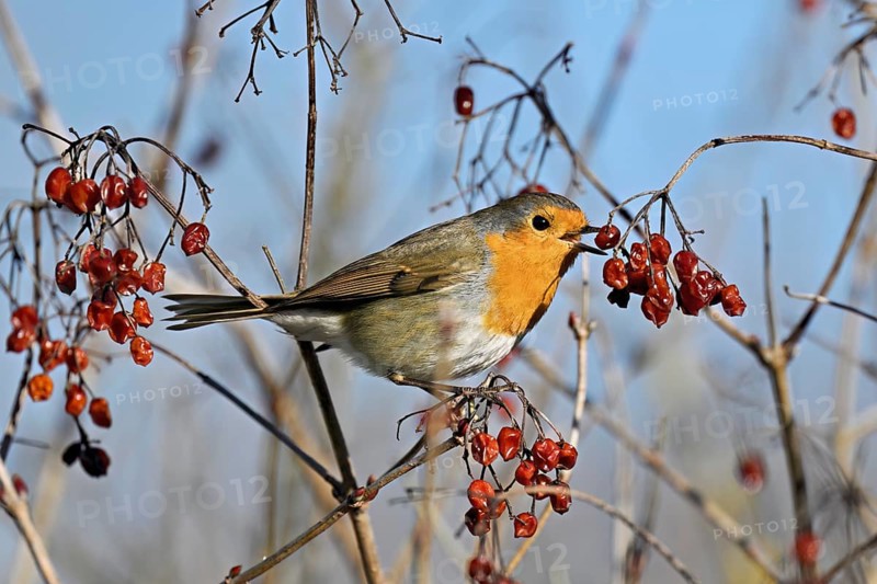 European robin (Erythacus rubecula), eating red berries, Canton Zug, Switzerland, Europe