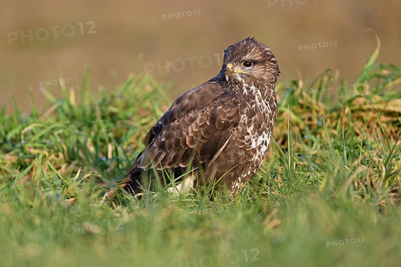 Common buzzard (Buteo buteo), sitting in a meadow, Switzerland, Europe