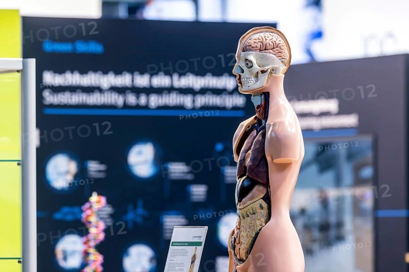 Human body model with muscles and organs for biology lessons. Scientific teaching aid from Hedinger for science lessons. Europe's largest education fair Didacta in Stuttgart, Baden-Württemberg, Germany, Europe