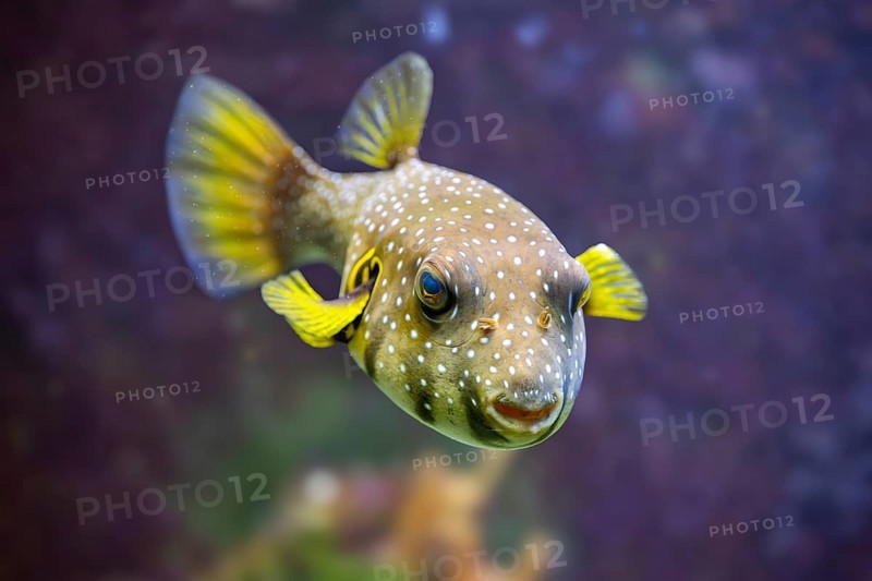 White-spotted puffer fish (Arothron hispidus) swimming under water, captive, Germany, Europe