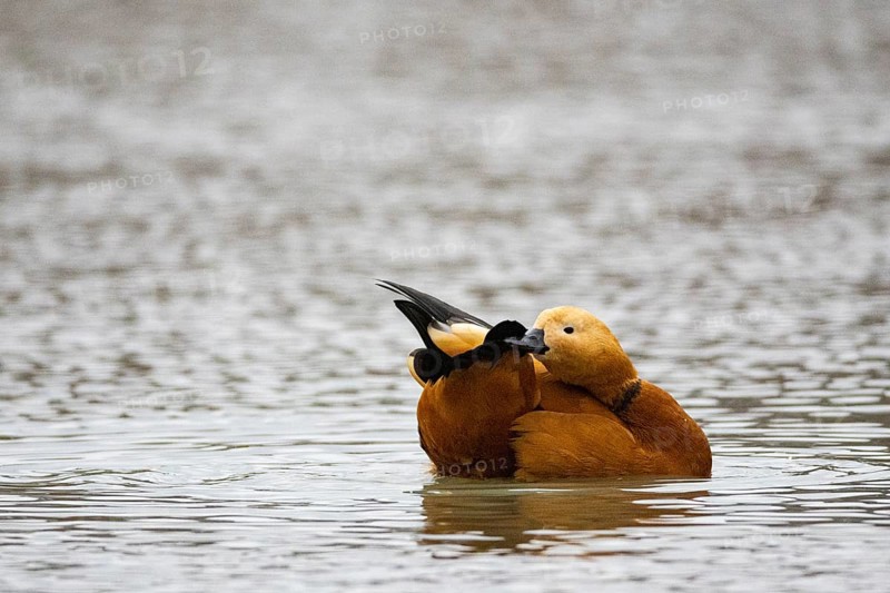 Ruddy shelduck (Tadorna ferruginea) Germany