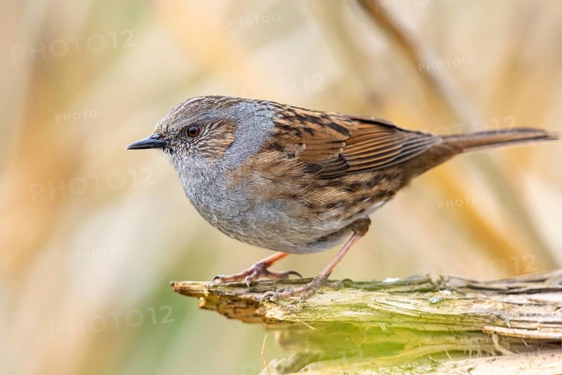 Dunnock (Prunella modularis) Germany