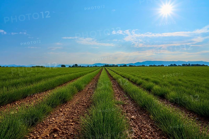 Extensive lavender field (Lavandula), blue sky and trees in the background, summer, Valensole, Alpes-de-Haute-Provence, Provence-Alpes-Cote d'Azur, France, Europe