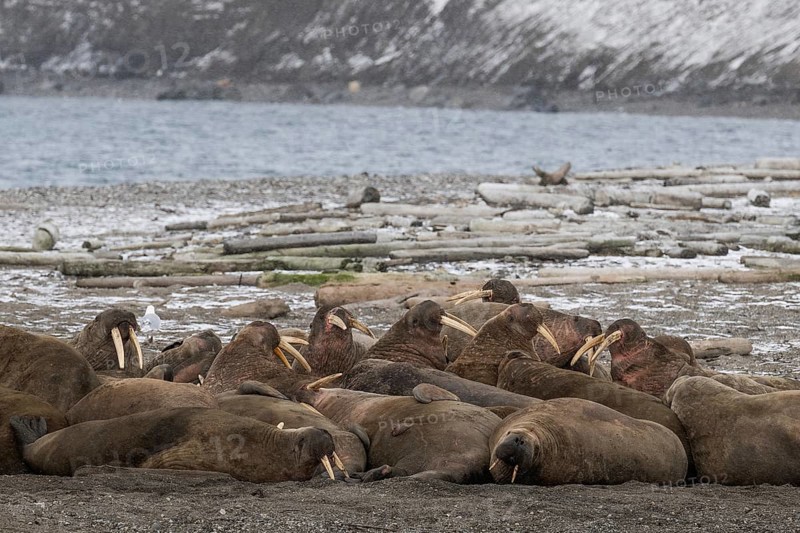 Walrus (Odobenus rosmarus), walrus, wintery headland Ardneset, Svalbard and Jan Mayen archipelago, Norway, Europe