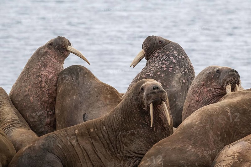Walrus (Odobenus rosmarus), walrus, Kiepertøya, Svalbard and Jan Mayen archipelago, Norway, Europe